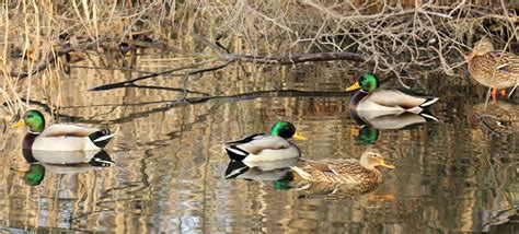 international waterbird census iwc italia|international waterbird census 2022.